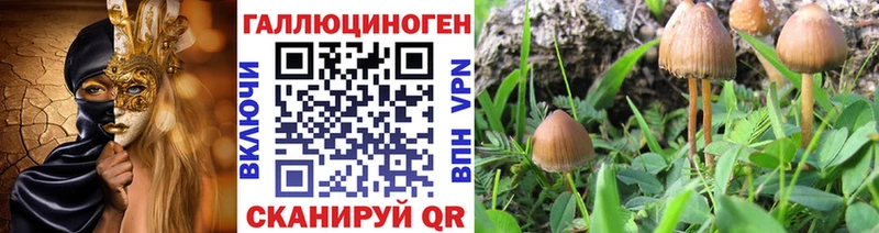Купить  Майский  Псилоцибиновые грибы Psilocybe 